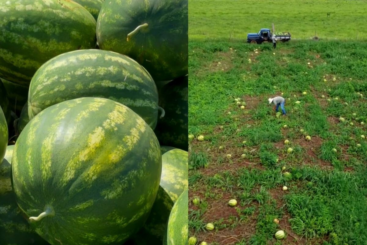 foto Not&iacute;cia Campo Grande