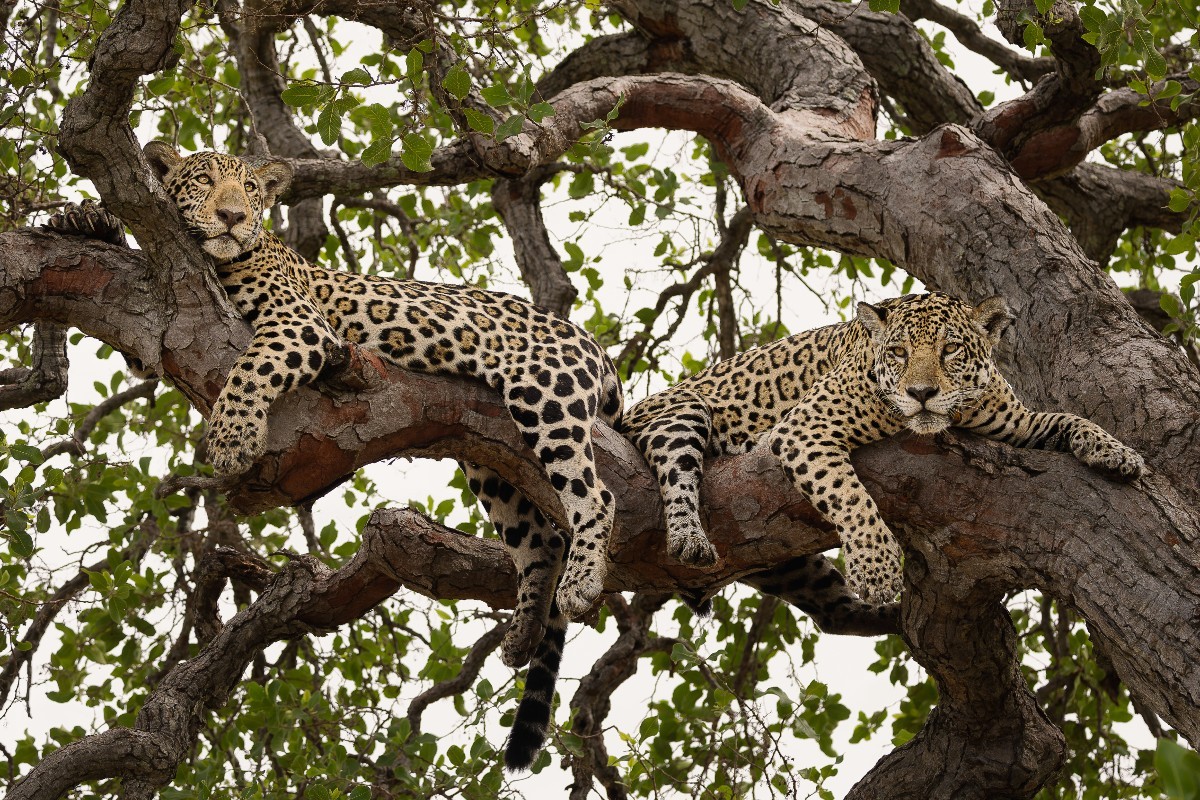 foto Not&iacute;cia Campo Grande
