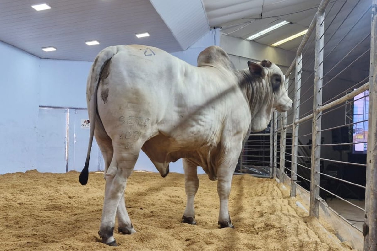 foto Not&iacute;cia Campo Grande